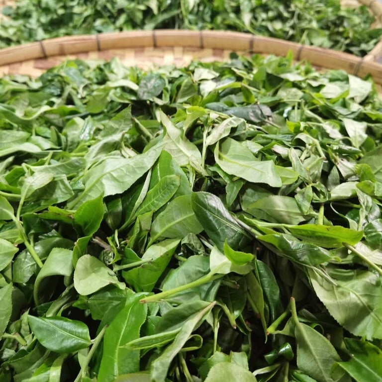 fresh tea leaves in a wicker basket
