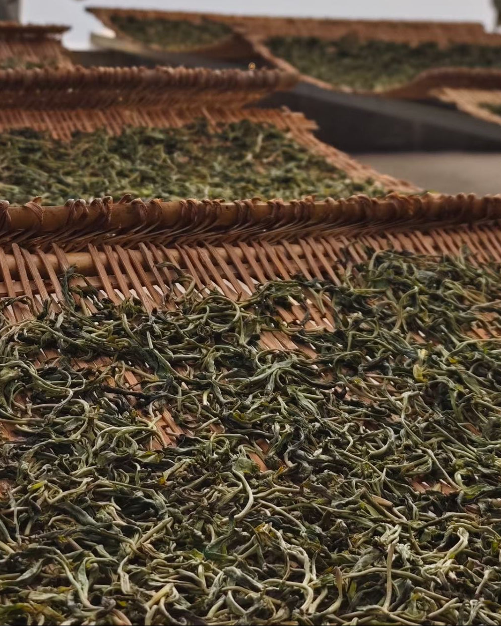 Dried tea leaves on woven trays for sundrying