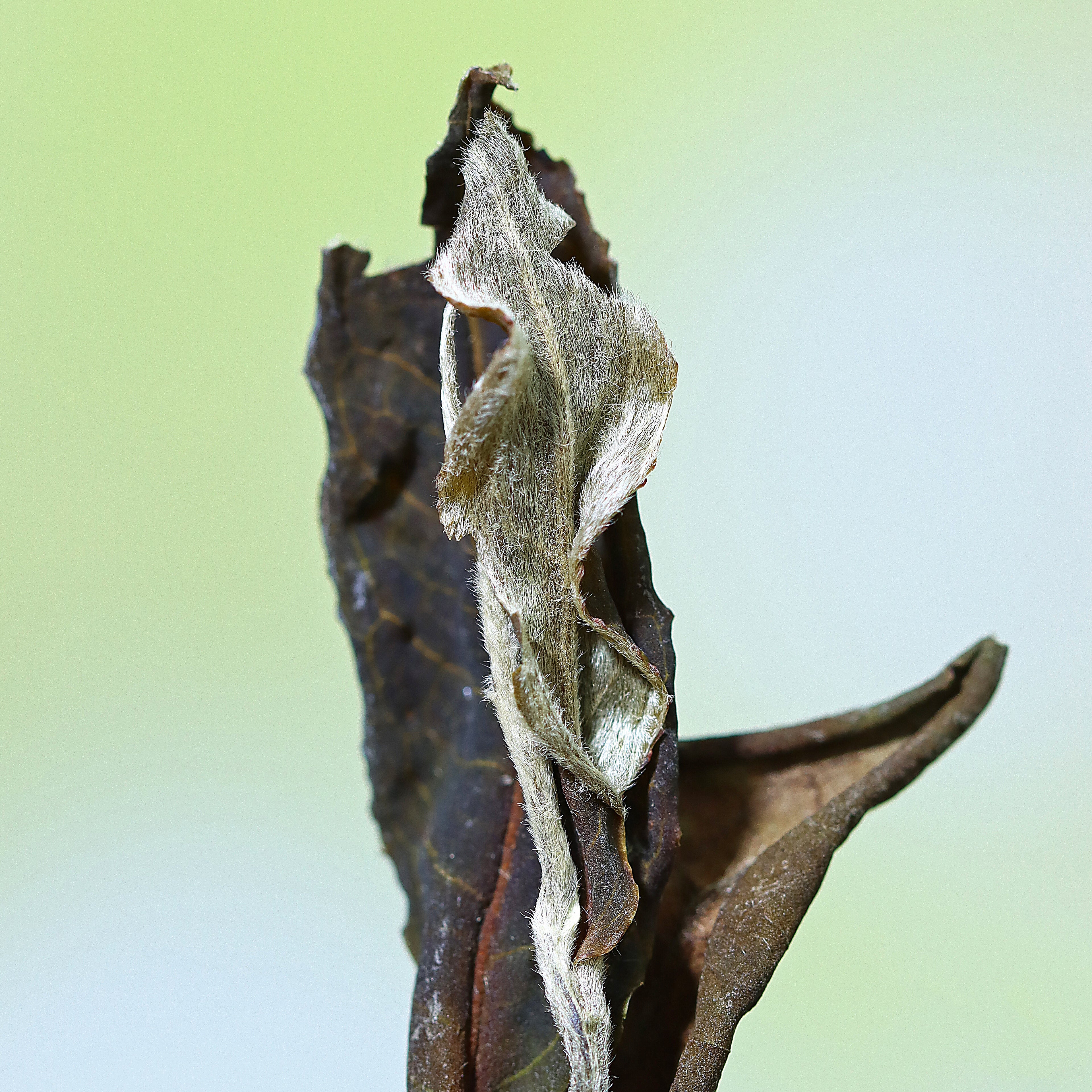 Ancient Tree White Tea