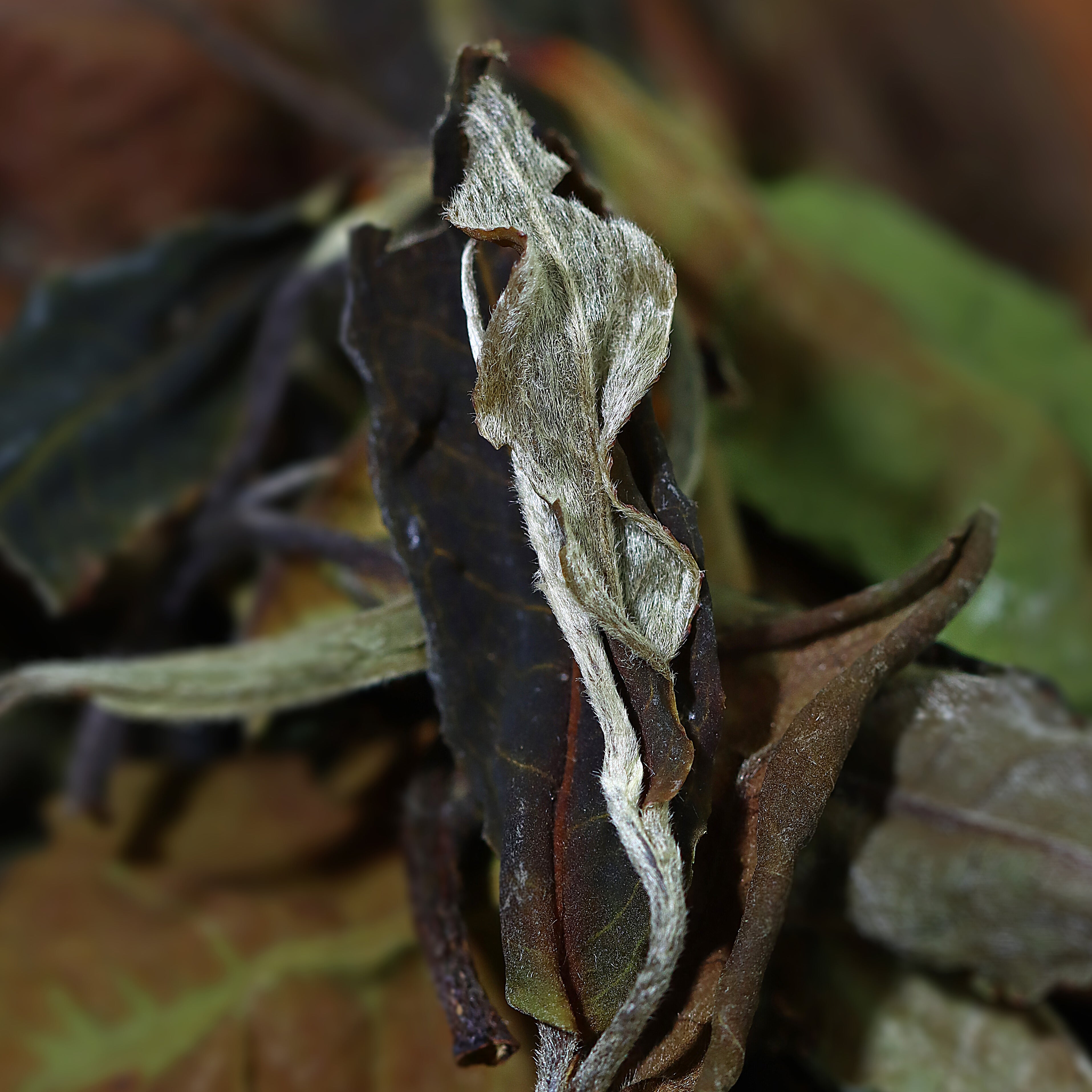 Ancient Tree White Tea